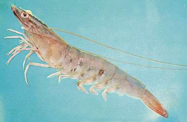 กุ้งและกุ้งแปรรูป